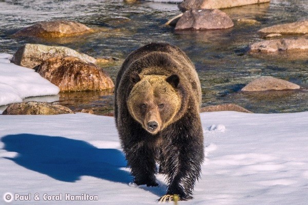 Jasper Wildlife During September